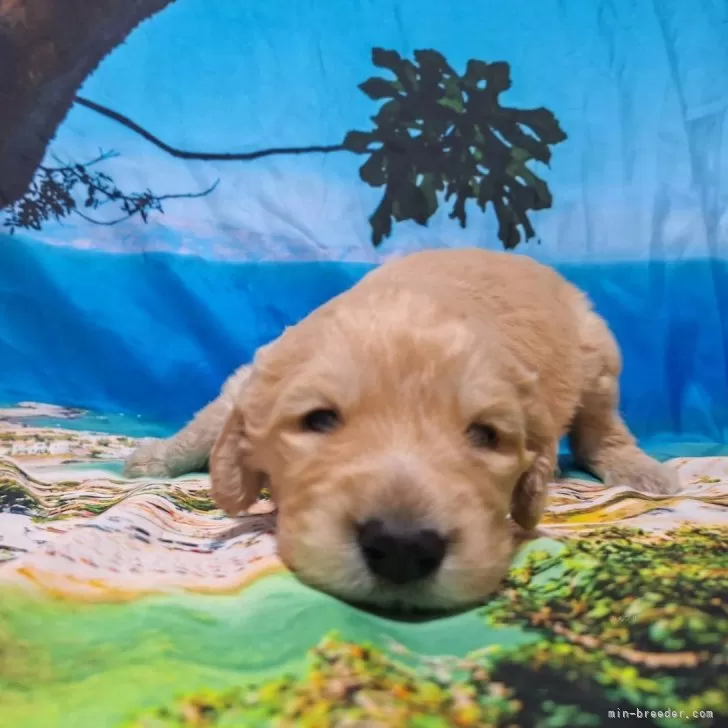 ID：2402-00036の子犬