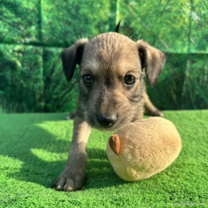 ID：2303-01437の子犬
