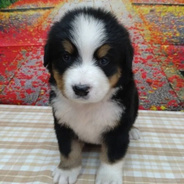ID:2302-01511の子犬