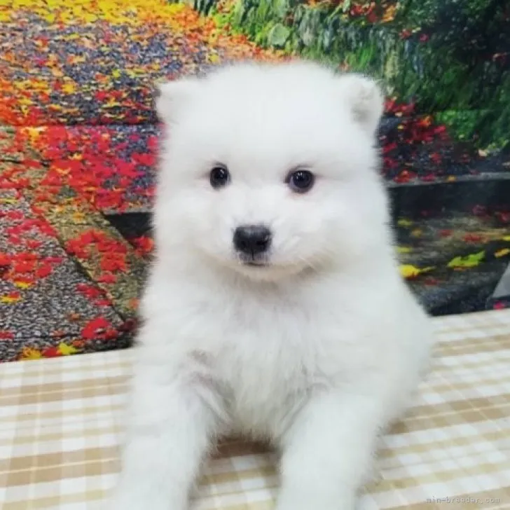 ID：2301-01591の子犬