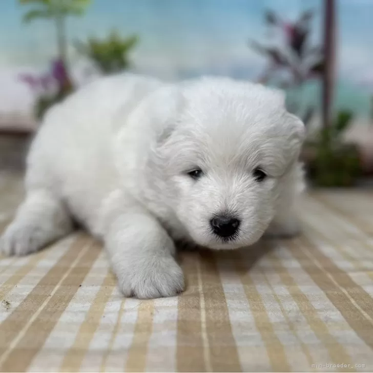 Y.M 様のお迎えした子犬