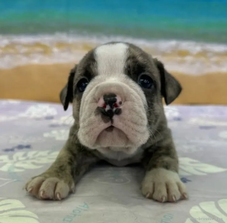 ID:2304-01174の子犬