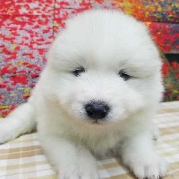 ID：2212-03594の子犬