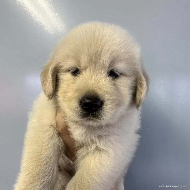 ID:2409-00095の子犬