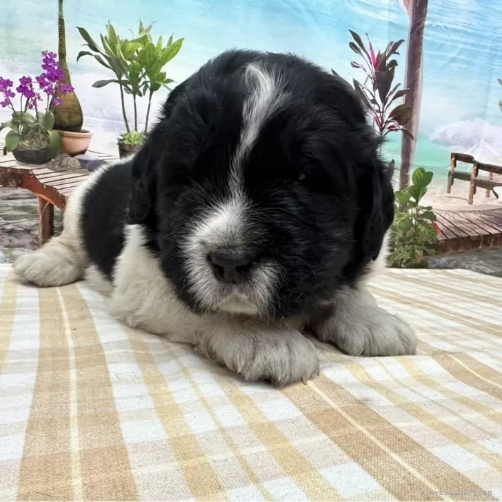 ID:2403-06806の子犬