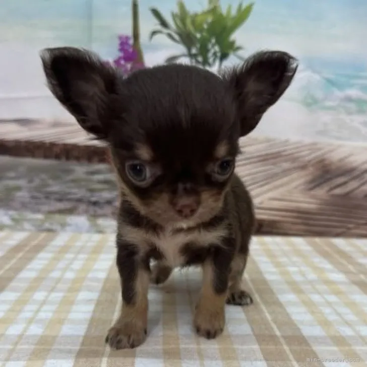 ID:2310-04960の子犬