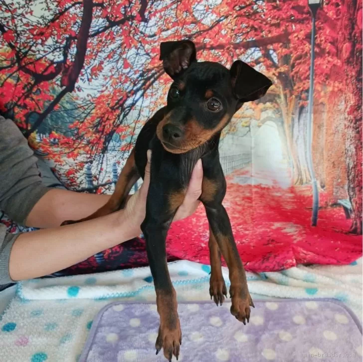 ID：2311-05204の子犬