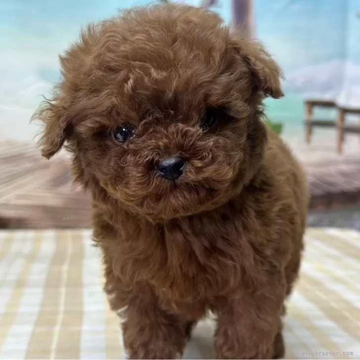 ID：2401-03578の子犬