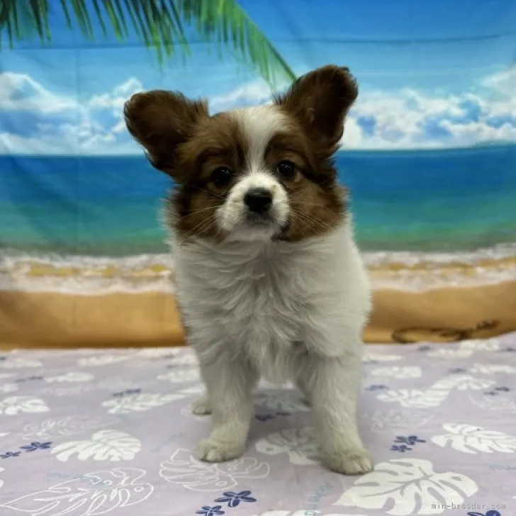 ID:2212-03589の子犬