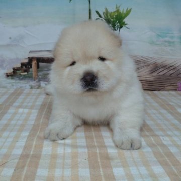 チャウチャウ【千葉県・女の子・2024年7月4日・クリーム】の写真「鼻ペチャお顔のチャウチャウです♪」