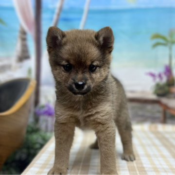 ポメ柴(ポメラニアン×豆柴犬)【千葉県・男の子・2024年4月30日・赤】の写真「かわいいポメｘ豆柴です♪」