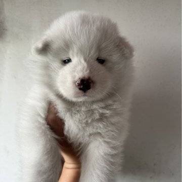 サモエド【千葉県・男の子・2024年5月16日・ホワイト】の写真「ふわふわの大型犬です♪」