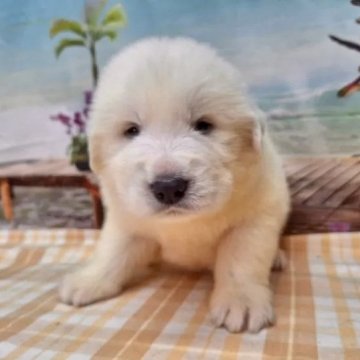 グレートピレニーズ【千葉県・男の子・2024年3月15日・ホワイト】の写真「かわいいピレニーズ♪」