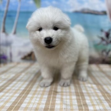 サモエド【千葉県・男の子・2024年6月3日・ホワイト】の写真「毛量の多いかわいいサモエド♪」