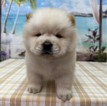 チャウチャウ【千葉県・女の子・2024年4月19日・クリーム】の写真「鼻ぺちゃお顔のチャウチャウ♪」