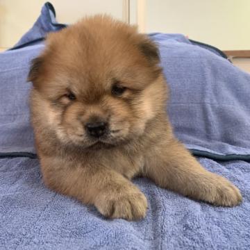 チャウチャウ【千葉県・女の子・2022年6月24日・レッド】の写真「父犬DM変性性脊髄症クリアです！」