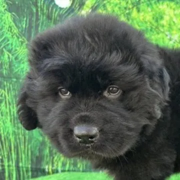 dog_img_1_thumb_mob_ccf47b9a8e