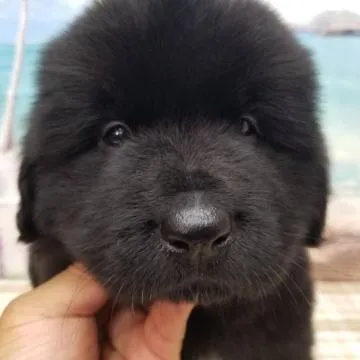 dog_img_1_thumb_mob_kfpelek9wk