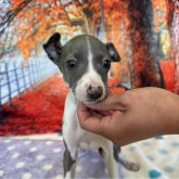 イタリアングレーハウンド