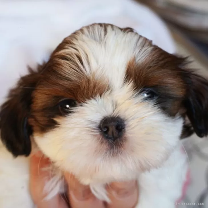 ID:2501-06086の子犬