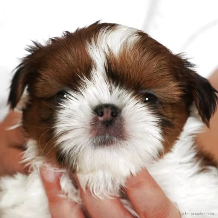 ID：2509-03092の子犬