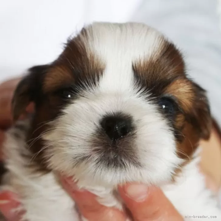 ID:2503-04575の子犬
