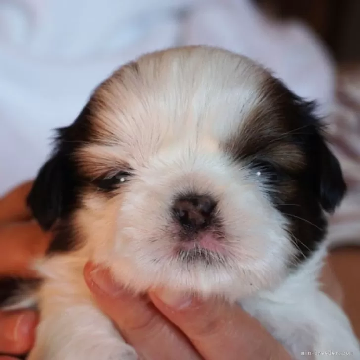 ID:2412-01159の子犬