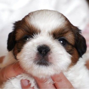 シーズー【千葉県・男の子・2025年10月6日・ゴールド&ホワイト】の写真「両親共にチャンピオン」