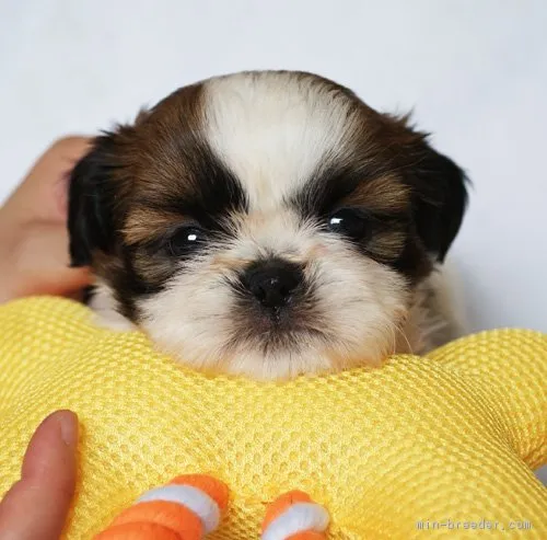 ID：1806-02155の子犬