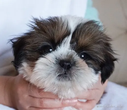 ID：2002-00258の子犬