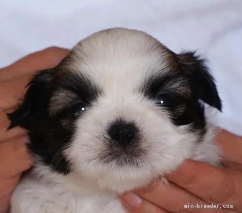 ID：2103-00038の子犬