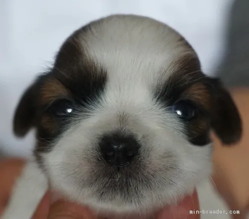 ID：2105-01568の子犬