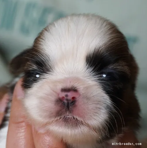 ID：2105-00333の子犬