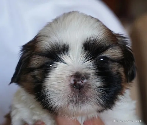 ID：2105-00880の子犬