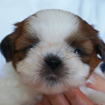 シーズー【千葉県・女の子・2024年4月11日・ゴールド&ホワイト】の写真「両親共にチャンピオン」