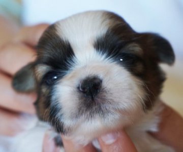 シーズー【千葉県・女の子・2021年2月28日・ゴールド&ホワイト】の写真「父はロシアのインターチャンピオン」