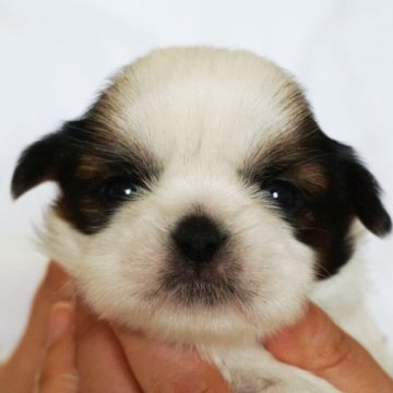 シーズー【千葉県・女の子・2023年7月21日・ゴールド&ホワイト】の写真「父・JKCチャンピオン」