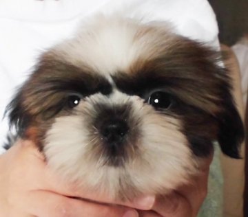 シーズー【千葉県・女の子・2021年10月6日・ゴールド&ホワイト】の写真「小振り仕上がり」