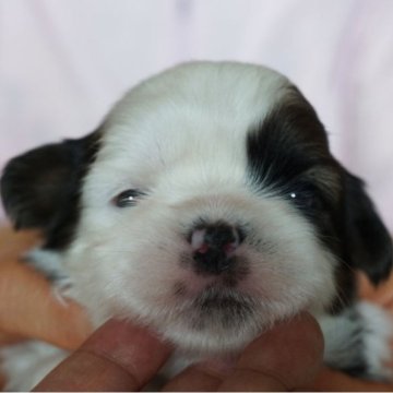 シーズー【千葉県・男の子・2024年4月3日・ゴールド&ホワイト】の写真「早く決まりそうです」