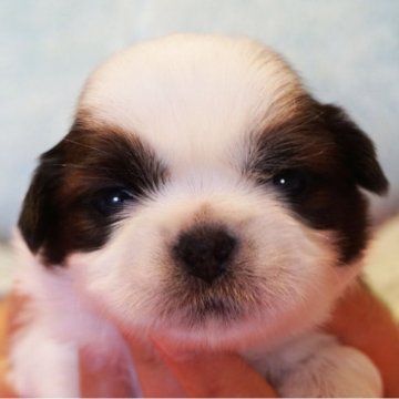 シーズー【千葉県・男の子・2024年3月20日・ゴールド&ホワイト】の写真「父・JKCチャンピオン」