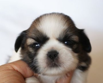 シーズー【千葉県・女の子・2018年2月20日・ゴールド&ホワイト】の写真「両親チャンピオンの子犬」