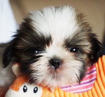 シーズー【千葉県・男の子・2021年8月6日・ゴールド&ホワイト】の写真「両親共に外国チャンピオン」