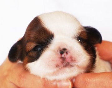 シーズー【千葉県・女の子・2021年2月2日・ゴールド&ホワイト】の写真「両親共にチャンピオン」