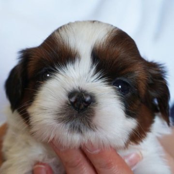 シーズー【千葉県・男の子・2024年4月16日・ゴールド&ホワイト】の写真「両親共にチャンピオン」