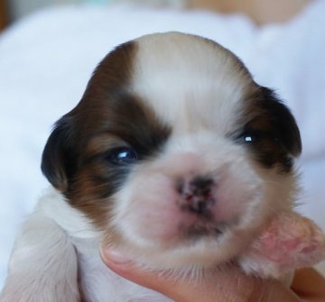 シーズー【千葉県・男の子・2021年2月28日・ゴールド&ホワイト】の写真「父はロシアのインターチャンピオン」