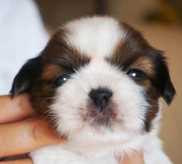 シーズー【千葉県・女の子・2021年10月7日・ゴールド&ホワイト】の写真「父はロシアのインターチャンピオン」