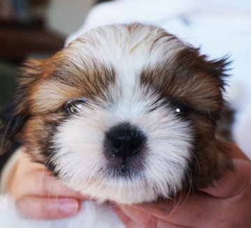 シーズー【千葉県・男の子・2021年11月28日・ゴールド&ホワイト】の写真「両親共にチャンピオン」