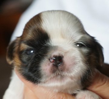 シーズー【千葉県・男の子・2021年11月3日・ゴールド&ホワイト】の写真「父・外国チャンピオン」