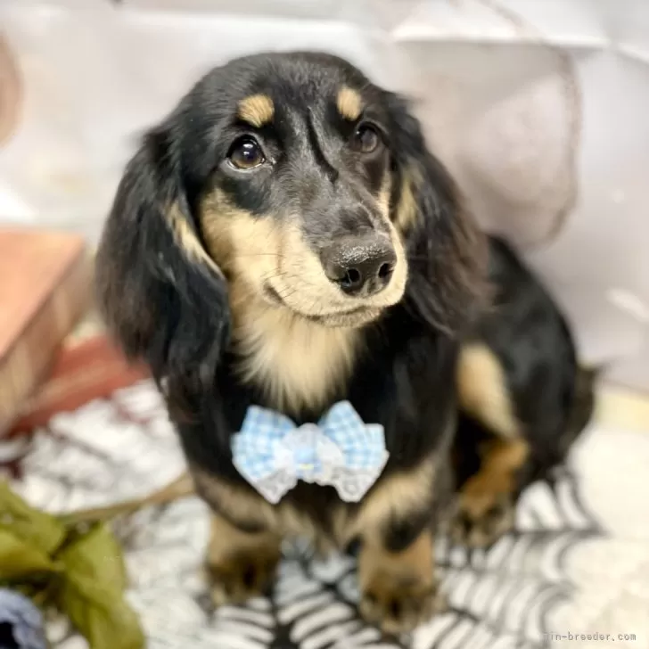 K.T 様のお迎えした子犬