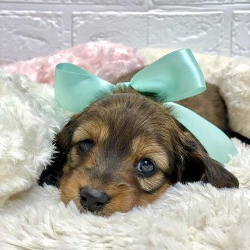 カニンヘンダックスフンド(ロング)【埼玉県・男の子・2025年1月29日・ジェーデッドレッド】の写真「とても可愛いボクちゃん♪PRAご安心いただけます！」